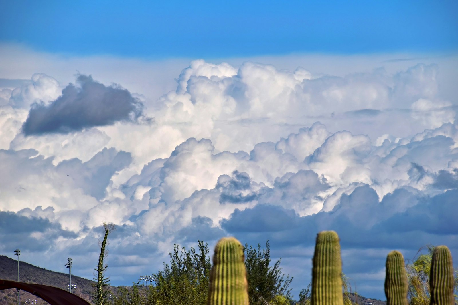 Homes and community in Chandler, Arizona